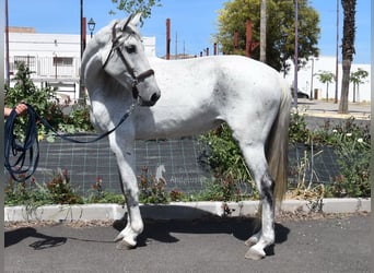 PRE, Giumenta, 12 Anni, Grigio