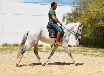 PRE, Giumenta, 12 Anni, Grigio