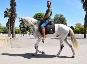 PRE, Giumenta, 12 Anni, Grigio