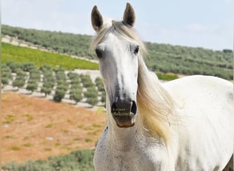 PRE, Giumenta, 12 Anni, Grigio