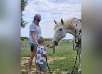 PRE Mix, Giumenta, 13 Anni, 163 cm, Grigio pezzato