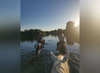 PRE Mix, Giumenta, 13 Anni, 163 cm, Grigio pezzato