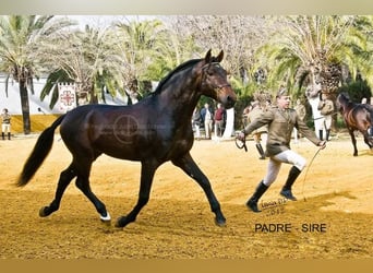 PRE, Giumenta, 13 Anni, 168 cm, Baio