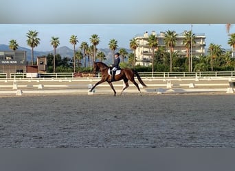 PRE Mix, Giumenta, 13 Anni, 169 cm, Baio