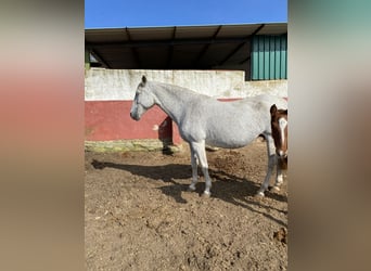 PRE, Giumenta, 13 Anni, 170 cm, Grigio trotinato