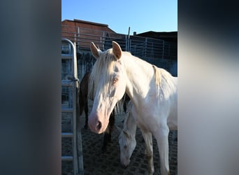 PRE, Giumenta, 13 Anni, Perlino