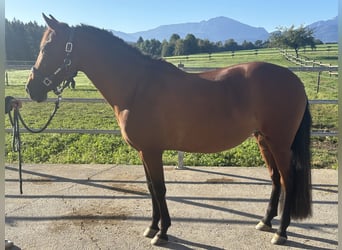 PRE, Giumenta, 14 Anni, 152 cm, Baio