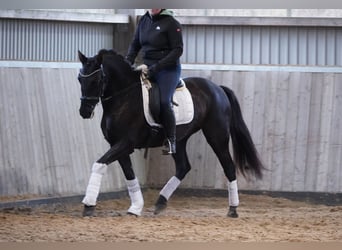 PRE Mix, Giumenta, 14 Anni, 158 cm, Morello