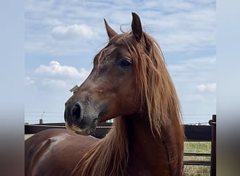 PRE, Giumenta, 14 Anni, 158 cm, Sauro