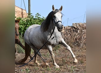 PRE Mix, Giumenta, 14 Anni, 164 cm, Grigio