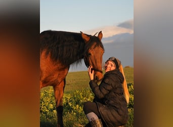 PRE, Giumenta, 15 Anni, 162 cm, Baio