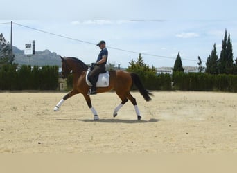 PRE, Giumenta, 15 Anni, 164 cm, Baio chiaro