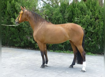 PRE, Giumenta, 15 Anni, 164 cm, Baio chiaro