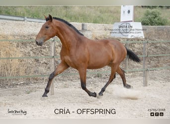 PRE, Giumenta, 18 Anni, 166 cm, Baio