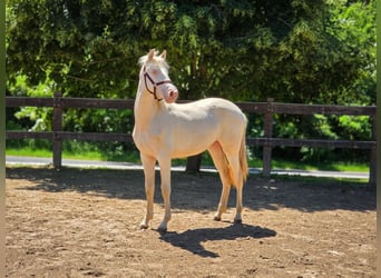 PRE Mix, Giumenta, 1 Anno, 135 cm, Perlino
