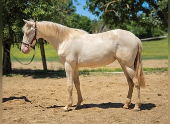 PRE Mix, Giumenta, 1 Anno, 135 cm, Perlino