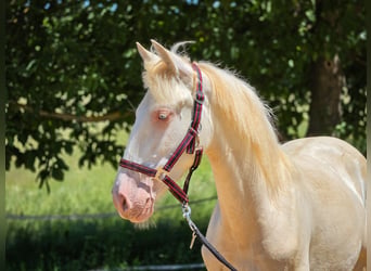 PRE Mix, Giumenta, 1 Anno, 135 cm, Perlino
