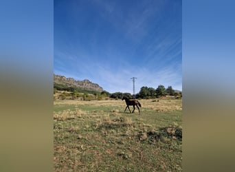 PRE, Giumenta, 1 Anno, 150 cm, Morello