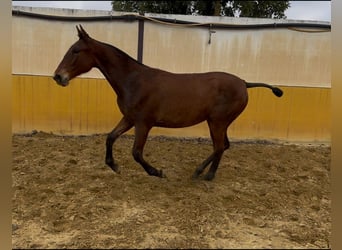 PRE, Giumenta, 1 Anno, 152 cm, Baio