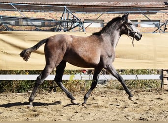 PRE, Giumenta, 1 Anno, 155 cm, Grigio