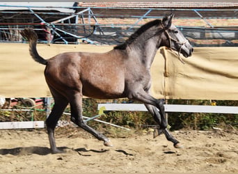 PRE, Giumenta, 1 Anno, 155 cm, Grigio