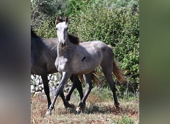 PRE Mix, Giumenta, 1 Anno, 155 cm, Grigio