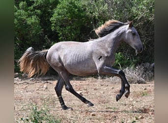 PRE Mix, Giumenta, 1 Anno, 155 cm, Grigio
