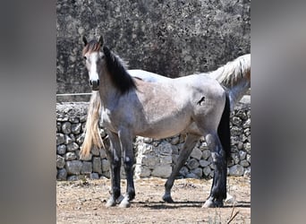PRE Mix, Giumenta, 1 Anno, 156 cm, Grigio