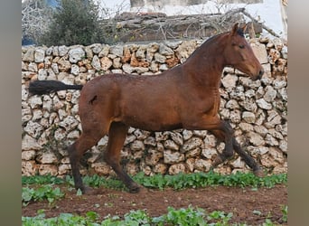 PRE Mix, Giumenta, 1 Anno, 160 cm, Baio