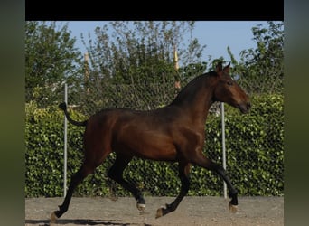 PRE Mix, Giumenta, 1 Anno, 160 cm, Baio