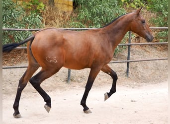 PRE Mix, Giumenta, 1 Anno, 160 cm, Baio ciliegia