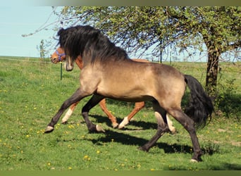 PRE, Giumenta, 1 Anno, 160 cm, Baio