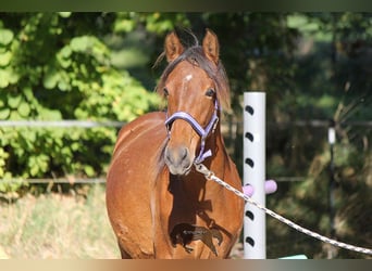 PRE, Giumenta, 1 Anno, 160 cm, Baio