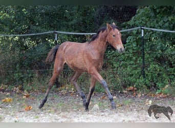 PRE, Giumenta, 1 Anno, 160 cm, Baio