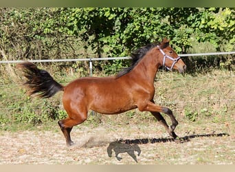 PRE, Giumenta, 1 Anno, 160 cm, Baio