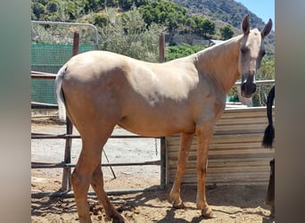 PRE, Giumenta, 1 Anno, 160 cm, Dunalino