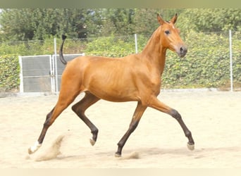 PRE Mix, Giumenta, 1 Anno, 160 cm, Pelle di daino