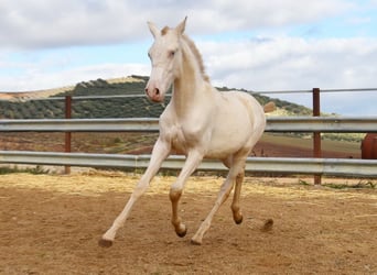 PRE, Giumenta, 1 Anno, 160 cm, Perlino