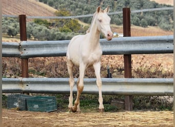 PRE, Giumenta, 1 Anno, 160 cm, Perlino