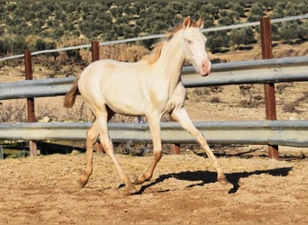 PRE, Giumenta, 1 Anno, 160 cm, Perlino