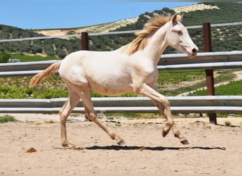 PRE, Giumenta, 1 Anno, 160 cm, Perlino