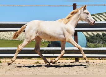 PRE, Giumenta, 1 Anno, 160 cm, Perlino