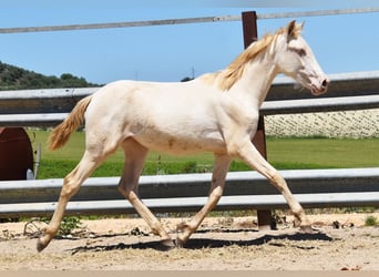 PRE, Giumenta, 1 Anno, 160 cm, Perlino