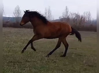 PRE, Giumenta, 1 Anno, 163 cm, Baio