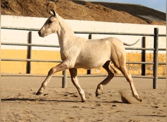 PRE Mix, Giumenta, 1 Anno, 163 cm, Palomino