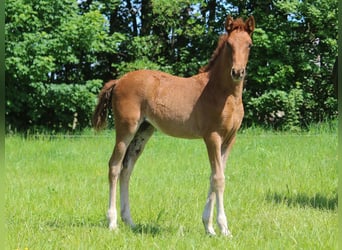 PRE Mix, Giumenta, 1 Anno, 163 cm, Sauro