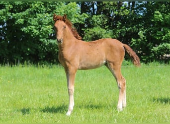 PRE Mix, Giumenta, 1 Anno, 163 cm, Sauro