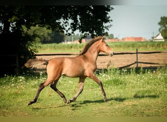 PRE Mix, Giumenta, 1 Anno, 165 cm, Baio