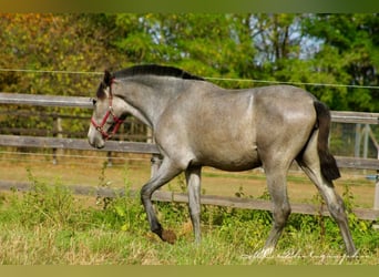 PRE, Giumenta, 1 Anno, 165 cm, Grigio