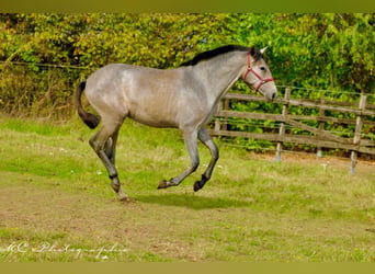 PRE, Giumenta, 1 Anno, 165 cm, Grigio